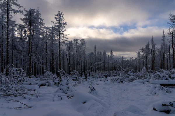 Verschneiter Fichtenwald im Nationalpark Harz, Januar 2022