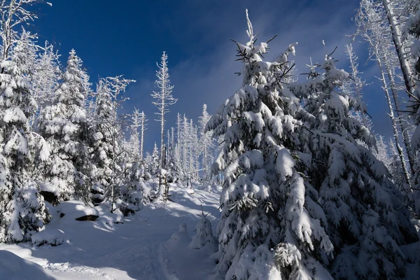 Harz – Achtermannshoehe – Nationalpark Harz, Deutschland – Foto 5 von 50