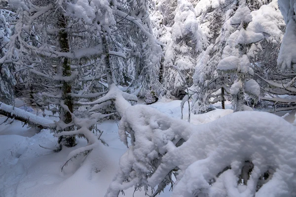 Harz – Achtermannshoehe – Nationalpark Harz, Deutschland – Foto 21 von 50
