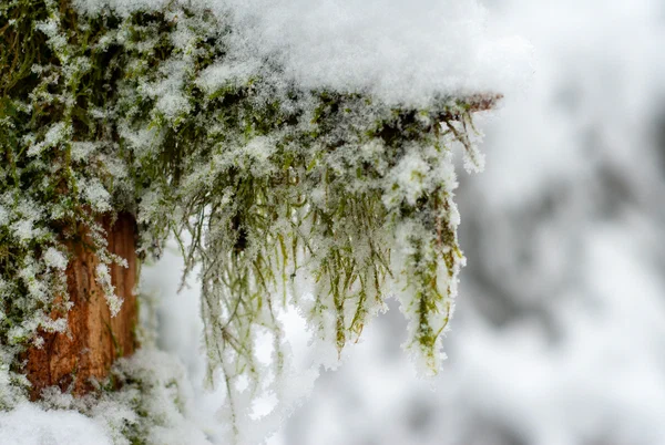 Weite Aussicht über den verschneiten Harz, Sony A1